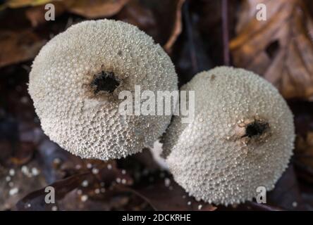 Puffball fungi (Lycoperdon sp) Stock Photo