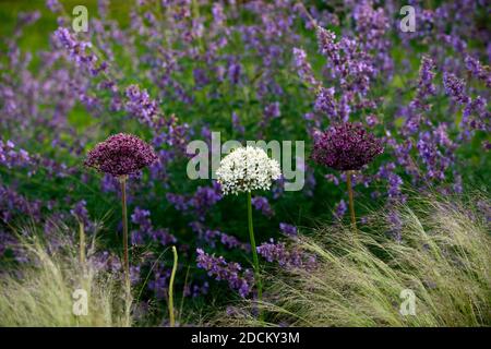 allium atropurpureum,Allium multibulbosum Nigrum,white and purple allium flowers,alliums,ornamental onion,Stipa tenuissima,Mexican feather grass,flowe Stock Photo