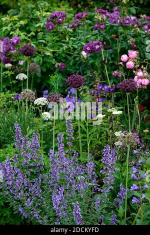 cottage garden,rose,roses,nepeta,allium atropurpureum,pink purple flowers,flowers,Rosa Rhapsody in Blue,Rose Rhapsody in Blue,flower,flowers,flowering Stock Photo