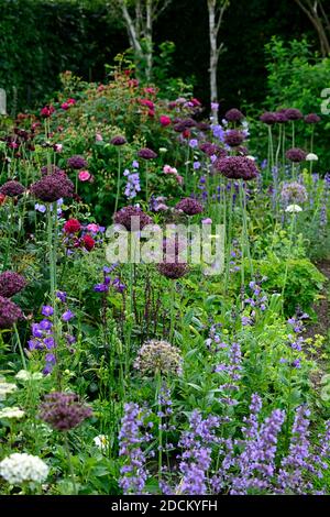 cottage garden,rose,roses,nepeta,allium atropurpureum,blue,red,pink,flowers,garden,gardens,RM Floral Stock Photo