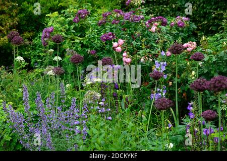 cottage garden,nepeta,rose,roses,allium atropurpureum,pink purple flowers,flowers,shrub rose,roses,pink,flower,flowers,flowering,RM Floral Stock Photo