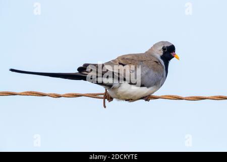 Namaqua Dove (Oena capensis), side view of an adult male perched on a barbed wire, Western Cape, South Africa Stock Photo