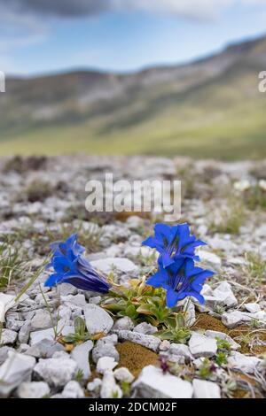Trumpet Gentian (Gentiana dinarica), flowers in Alpine habitat, Abruzzo, Italy Stock Photo