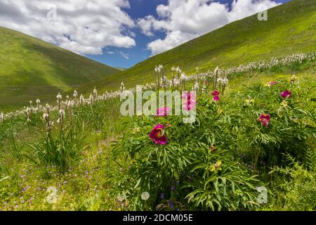 Common Peony (Paeonia officinalis), plants growing on a moutain slope, Abruzzo, Italy