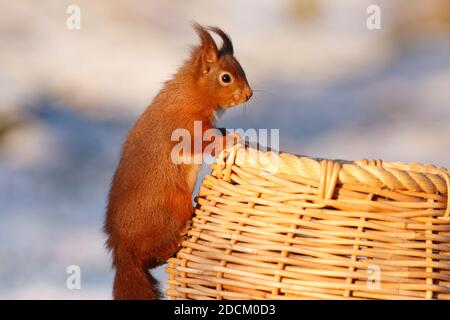 Red squirrel Sciurus vulgaris, on basket of hazel nuts, Aberdeenshire, Scotland Stock Photo