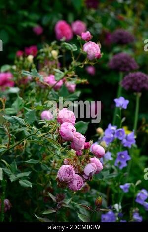 cottage garden,rose,roses,nepeta allium atropurpureum,pink purple flowers,flowers,Rosa The Ancient Mariner,rose The Ancient Mariner,shrub rose,roses,p Stock Photo