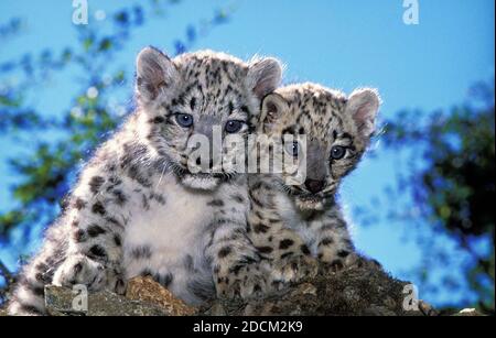 SNOW LEOPARD OR OUNCE uncia uncia, CUB Stock Photo