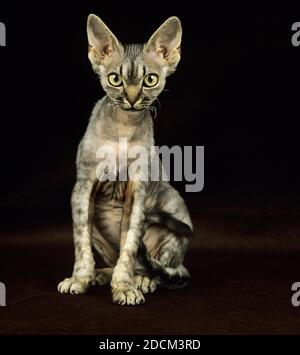 REX DEVON CAT, ADULT SITTING AGAINST BLACK BACKGROUND Stock Photo