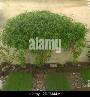 Holy basil Thulsi medicinal plant in kerala Stock Photo Alamy