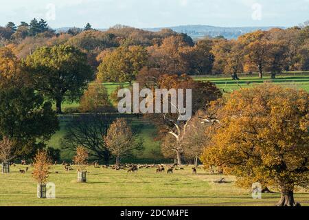 Red deer (Cervus elaphus) in the Deer Park, part of Windsor Great Park, Berkshire, UK, with mature trees with autumn colours Stock Photo