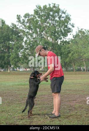 Puppy Rottweiler dog jump with joy on adult man. Affection and bonding concept. Stock Photo