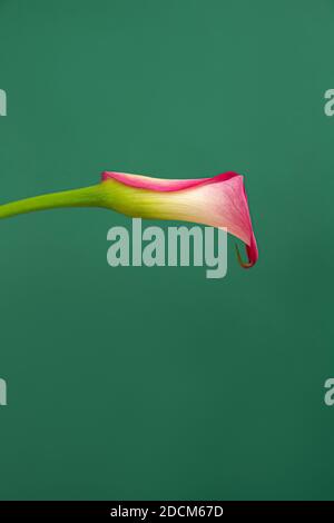Vertical minimalist photo of single pink calla flower on a green background. Stock Photo