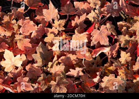 Autumn leaves background suitable for advertising layouts, banners, postcards Stock Photo