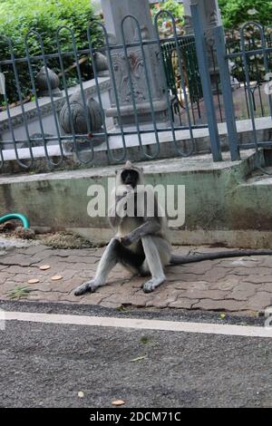 A cute monkey lives in a natural forest of India Stock Photo