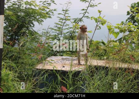 A cute monkey lives in a natural forest of India Stock Photo