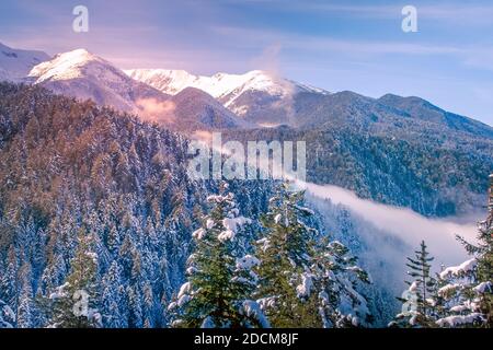 Colorful winter landscape with pink sunset view, pine trees and snow mountain peaks of Pirin, Bulgaria Stock Photo