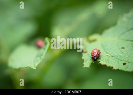 Colorado beetle (Leptinotarsa decemlineata) larva eating leaf of potato plant. Close-up of insect pest causing huge damage to harvest in farms and gar Stock Photo