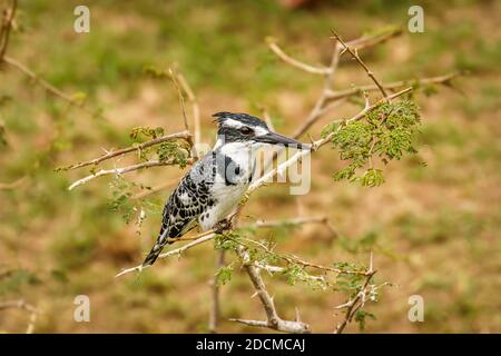 A female Pied Kingfisher (Ceryle rudis) sitting on a branch, Queen Elizabeth National Park, Uganda. Stock Photo