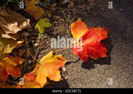 red and yellow maple leaf laying on the ground Stock Photo