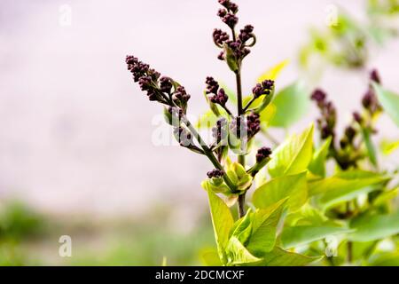 Branches with Lilac buds. Young leaves and buds of lilac. Syringa waiting to burst into bloom. Stock Photo
