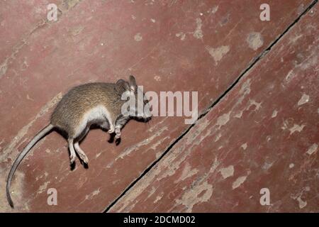 dead mouse lies on its side on the wooden floor in the barn. Destruction of rodents in the house, effective poisons. Stock Photo