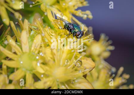 European Green blowfly (lucilia sericata) sitting on a arden flower, Cape Town, South Africa Stock Photo