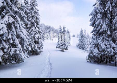 Mystical forest. Cold foggy winter day. On the lawn covered with snow there is a trodden path leading to the high mountains. Trees in the snowdrifts. Stock Photo