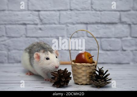 A cute decorative black and white rat sits next to a wicker wooden basket. The basket contains an apple and forest cones. A close-up of a rodent Stock Photo