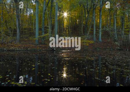 The sun showed up twice in this autumn scene. Once between the trees and mirrored in the Mirror Ponds in Malente. Stock Photo