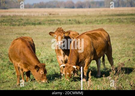 Three brown cows in the pasture, view on a sunny october day Stock Photo