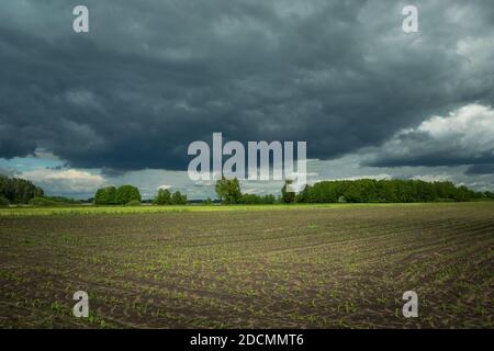 A young plant growing in the field and the cloudy sky, spring view Stock Photo