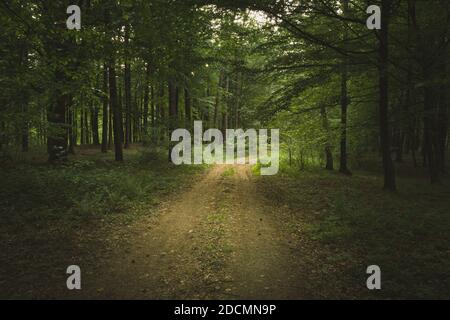 On an empty road in a dark forest Stock Photo