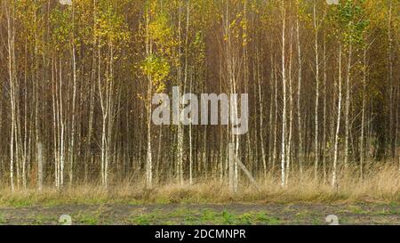 Young dense birch forest behind a wire fence Stock Photo