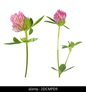 Clover flower isolated on white background Stock Photo