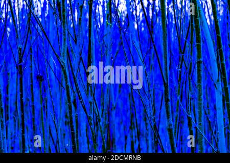 thin tree and bush branches without leaves as an abstract background, blue Stock Photo