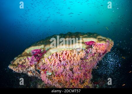 Colorful soft corals and tropical fish around a large coral pinnacle (Koh Bon, Similan Islands) Stock Photo