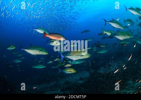 Shoal of Bluefin Trevally and Snapper hunting on a tropical coral reef. Stock Photo