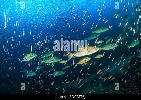 School of Bluefin Trevally hunting on a dark coral reef in the Andaman Sea Stock Photo