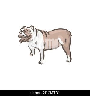 Cute dog Bull-dog breed pedigree vector illustration  Stock Vector