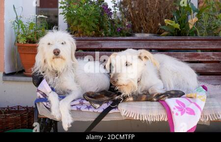 outside dog blankets