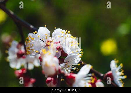 Beautiful branch with blossom of apricot tree. Close-up view. Colors of spring Stock Photo