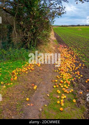 In early winter an Apple Tree Malus domestica growing wild beside a railway line with a large number of windfall apples on the ground Stock Photo