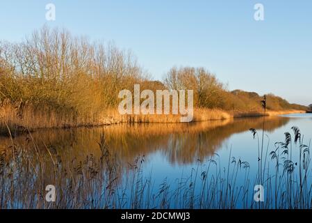 View across one of the lakes at Shapwick Heath Nature Reserve in Somerset, on a still winters evening just before sunset. Stock Photo