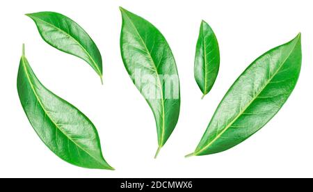 Flying orange fruit  leaves isolated on a white background. Citrus leaves  Top view. Flat lay Stock Photo