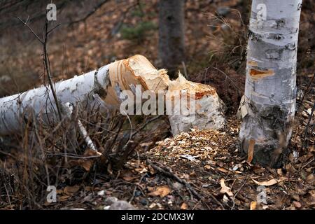 Beaver Cut down birch tree stock photo. Beaver Teeth Marks. Beaver work. Beaver activity stock photo. Tree felled by beaver. Birch Tree cut down Stock Photo