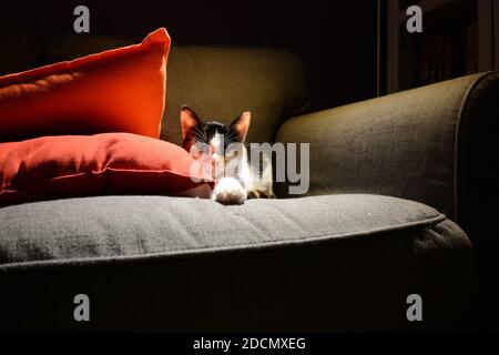 Tricolor cat resting on a grey sofa Stock Photo