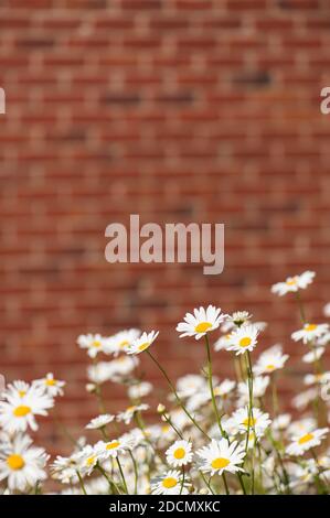 Oxeye Daisies, Leucanthemum vulgare, growing in a meadow next to a red brick wall Stock Photo