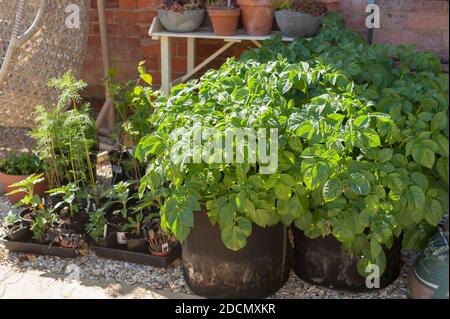 Potato, Solanum tuberosum 'Kestrel', growing in soft sided growing pots in a domestic garden setting Stock Photo