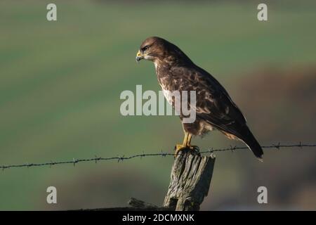 Common Buzzard sitting on a fence post Stock Photo