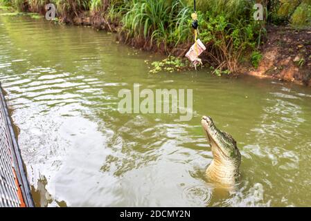 Saltwater crocodile jumping for a snack in the Adelaide River, Darwin, Australia Stock Photo